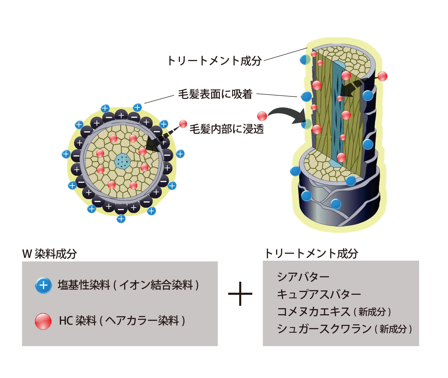 ボタニコート染まり方